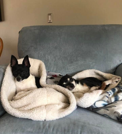 Pet Pocket